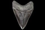 Serrated, Fossil Megalodon Tooth - Georgia #108843-2